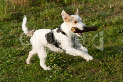 Parson Russell Terrier