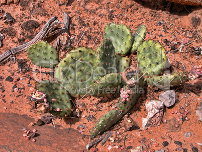 Cactus in the Grand Canyon