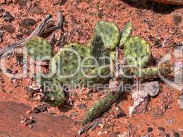 Cactus in the Grand Canyon