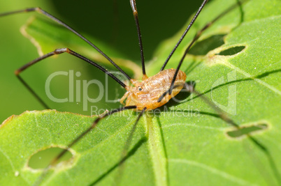 Long-legs spider - Pholcus-phalangioides