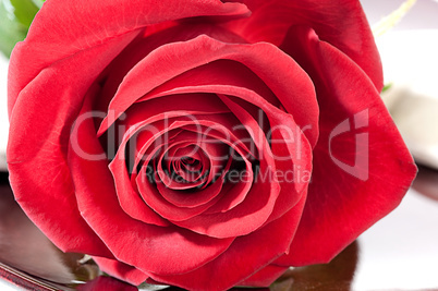 Rote rose