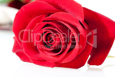 Rote rose