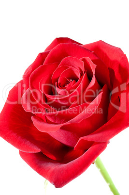 Rote rose