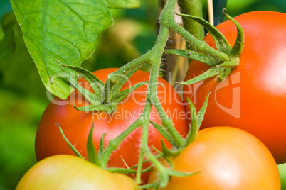 Tomatenpflanze, tomato plant