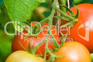 Tomatenpflanze, tomato plant