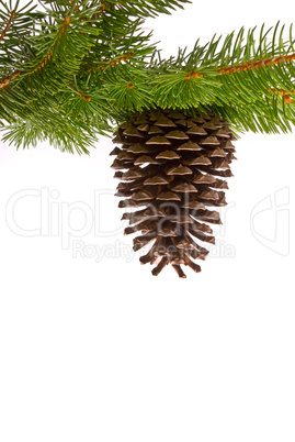 Branch with cone isolated on a white background