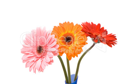 Beautiful gerber flowers in blue vase on white background