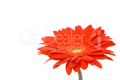 Red gerber flower with water drops on white background