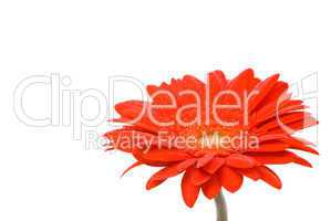 Red gerber flower with water drops on white background
