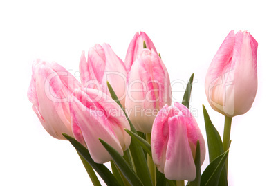 Pink tulips on a white background