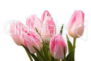 Pink tulips on a white background