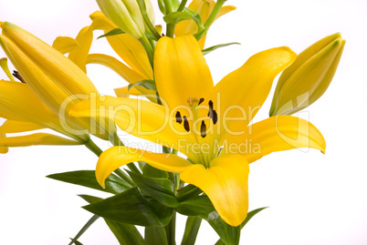 Yellow lily on a white background