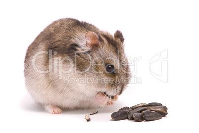 Dwarf hamster eating sunflower seed