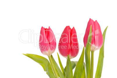 Red tulips on a white background