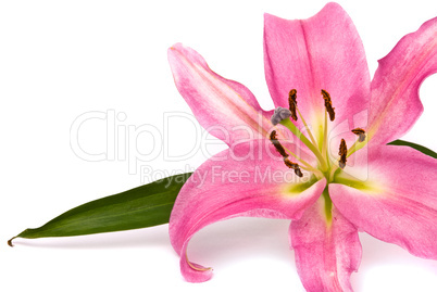 Pink lily on a white background