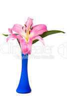 Pink lily in blue vase on a white background