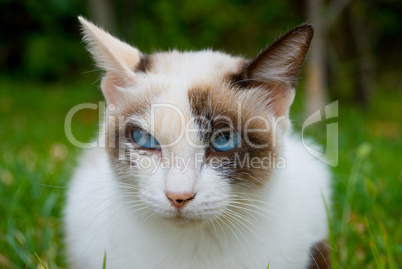 Portrait of a beautiful blue-eyed kitten