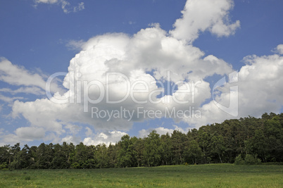 Waldrand und Wolke