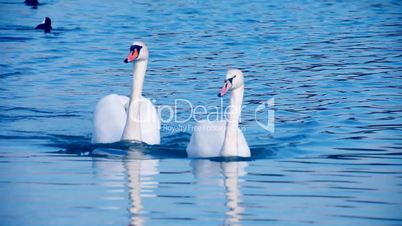 Beautiful Swans swimming on blue water