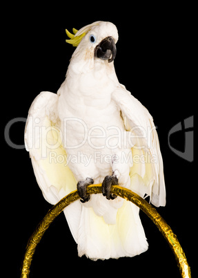 white parrot