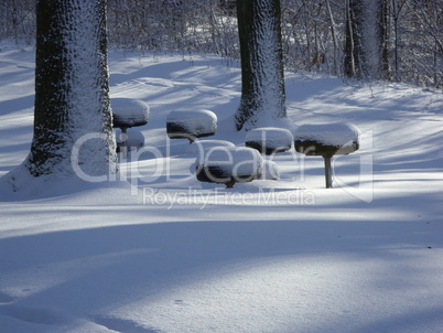 Bäume im Schnee 2