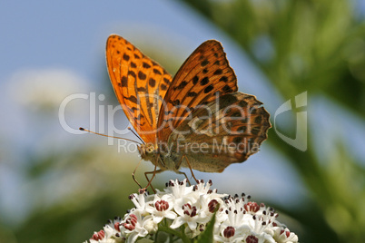 Argynnis paphia, Kaisermantel