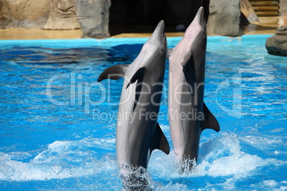 happy dolphins jumping