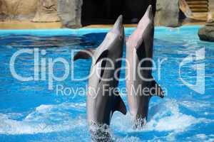 happy dolphins jumping