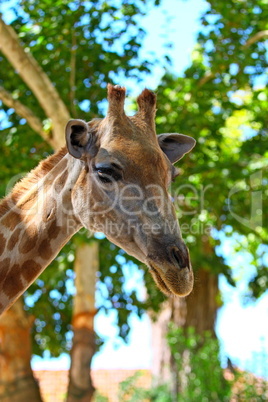 head of giraffe