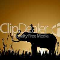 silhouette of an elephant with human, wildlife