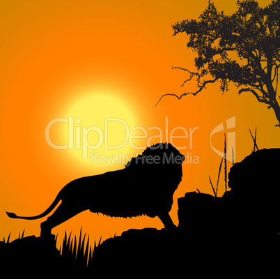 silhouette view of lion, wildlife, sun background