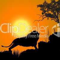 silhouette view of lion, wildlife, sun background