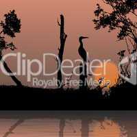 silhouette view of bird on a branch, wildlife