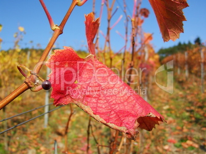 rotes Weinblatt