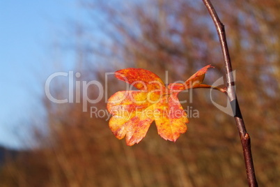 Weißdornblatt im Herbst