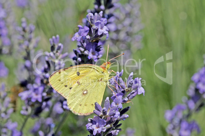 Colias, Gelbling