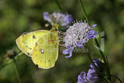 Colias alfacariensis, Colias australis, Hufeisenklee-Heufalter