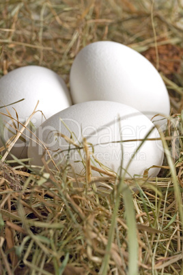 Eier im Nest zu Ostern