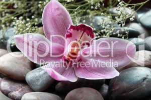Orchideenblüte auf Kieselsteinen