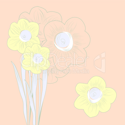 Pink background with narcissus flowers