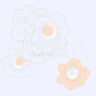 Light blue background with narcissus flowers
