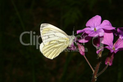 Rapsweißling (Pieris napi)