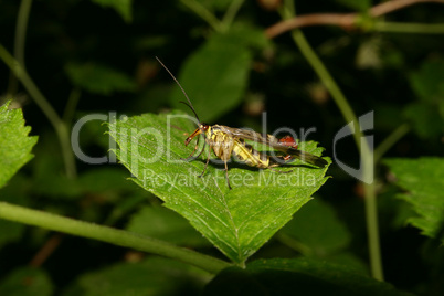 Skorpionsfliege (Panorpa communis)