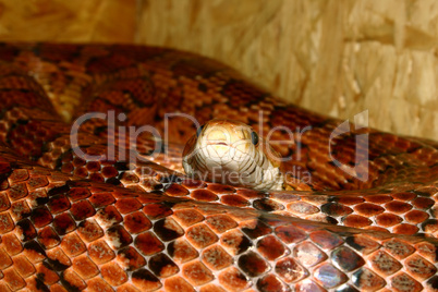 Kornnatter (Pantherophis guttatus)