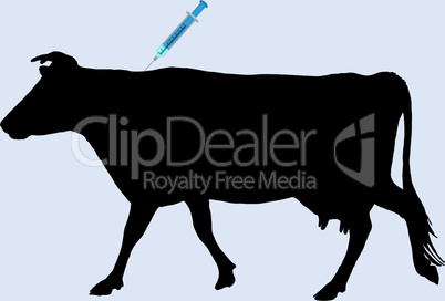 Kuh bekommt Impfung gegen Blauzungenkrankheit