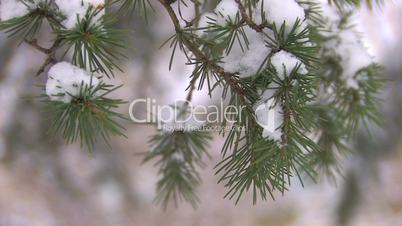 HD Moving spruce branch with last snow, closeup