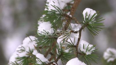 HD Light lumps of last snow on spruce branch, closeup