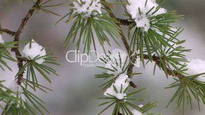 HD Last snow on spruce branches, closeup