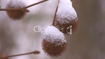 HD Prickly plant spherules with last snow, closeup