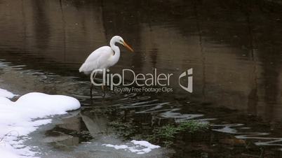 HD Stork walking on river